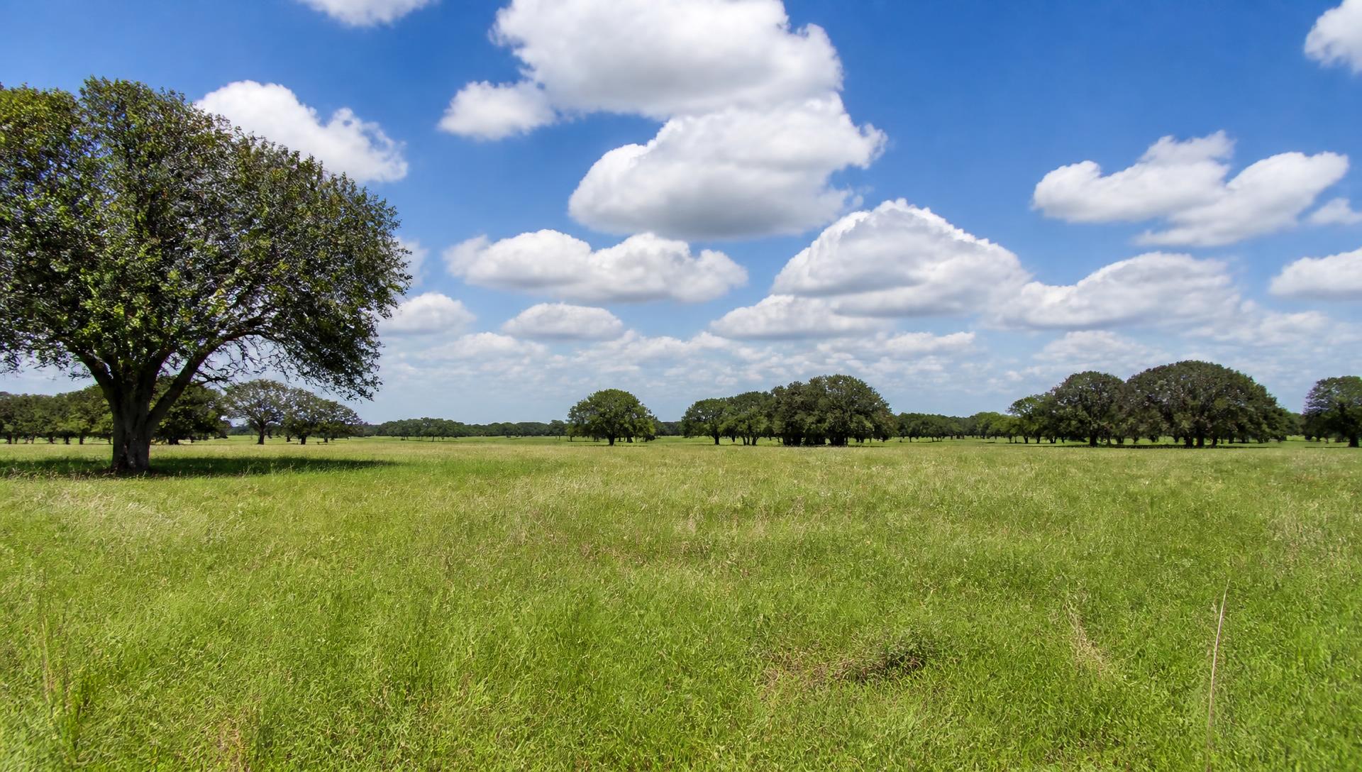 Open green pasture with oak trees under a blue sky — vacant land we buy for cash